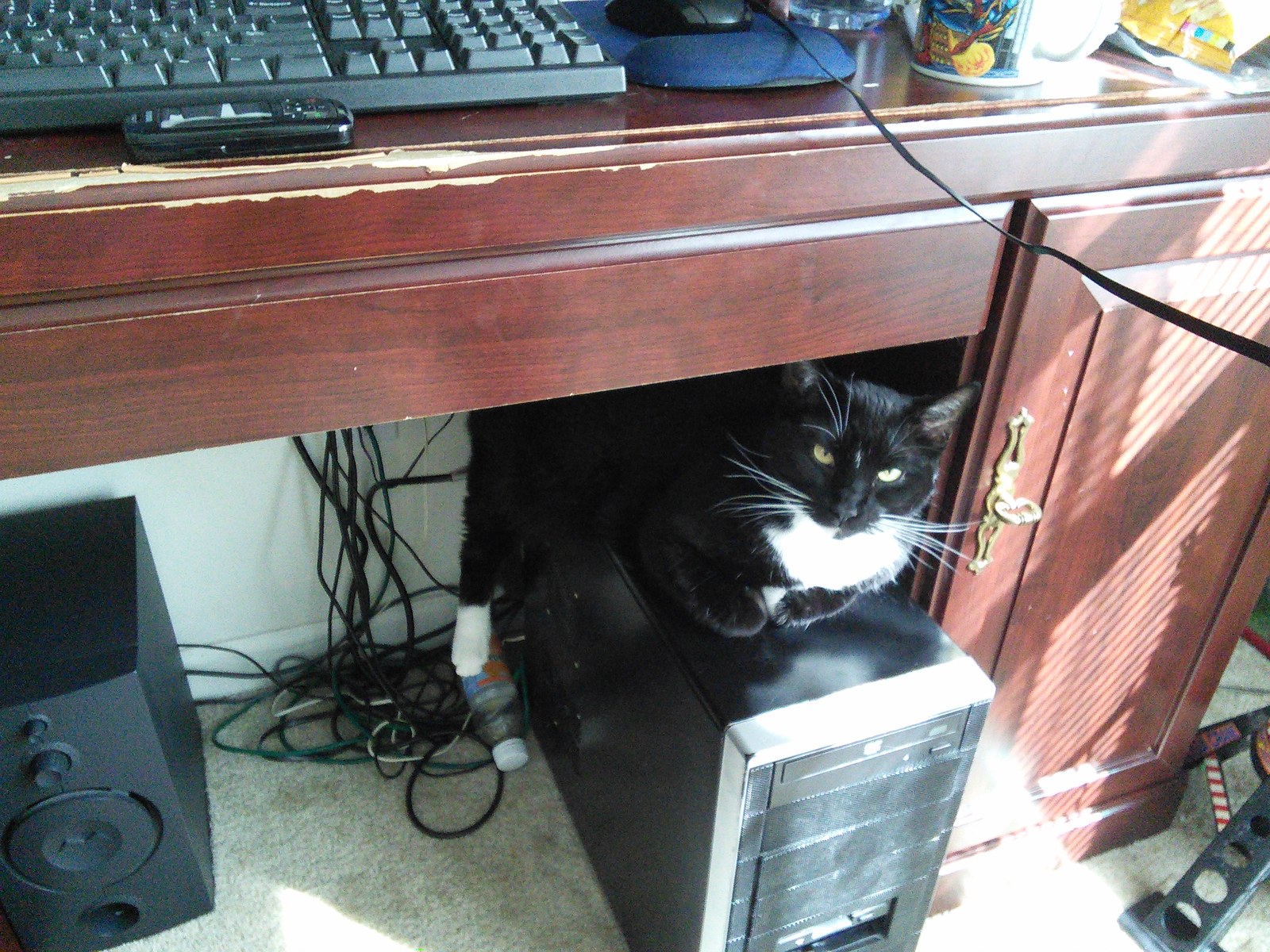 Cat resting indoors