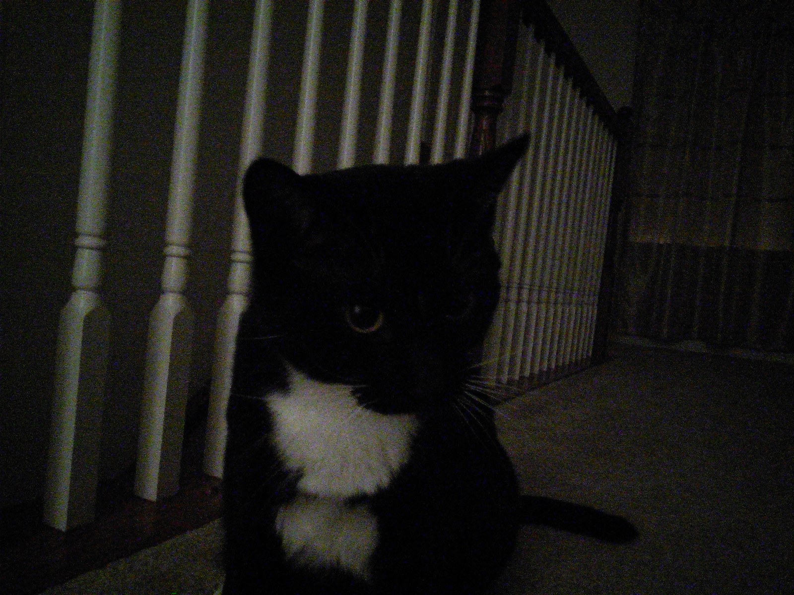 Cat looking toward the camera