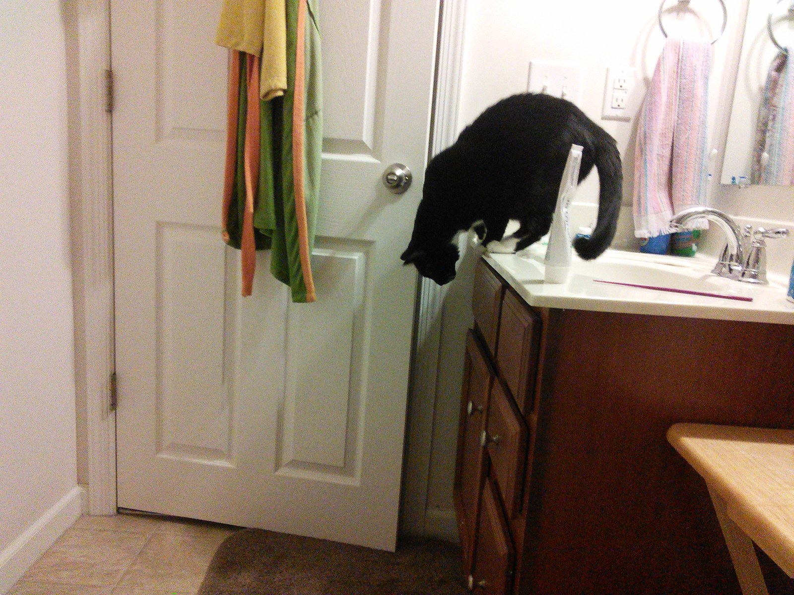 Cat photo from November 2014