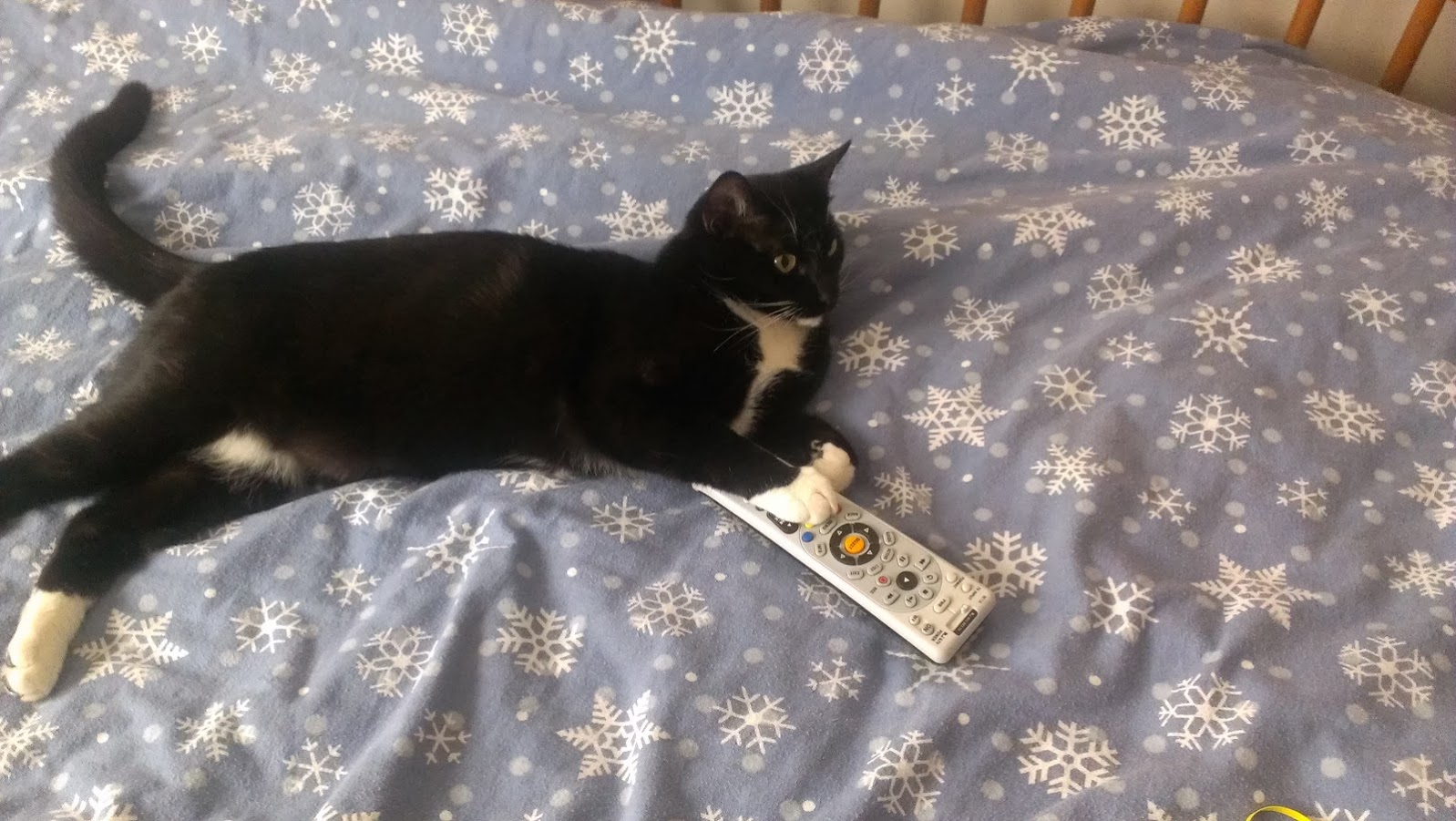 Cat sitting indoors